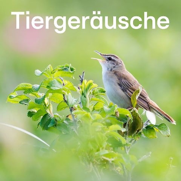 104.6 RTL - Tiergeräusche Logo