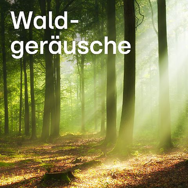 104.6 RTL - Waldgeräusche Logo