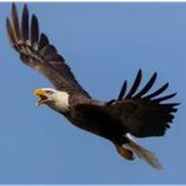 96X The Eagle - KXJR Logo