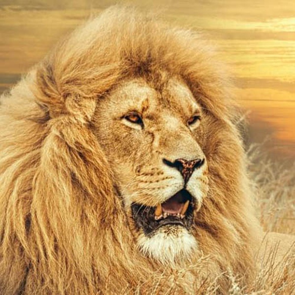 Lion FM Aruba Logo
