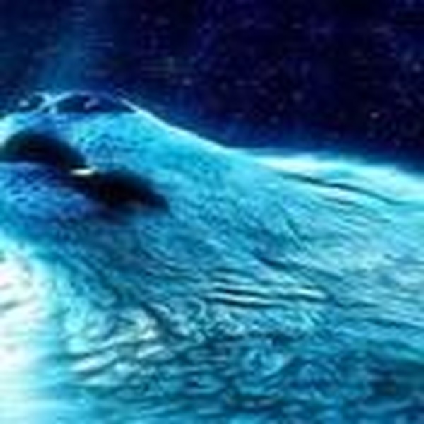 Partywolf Logo