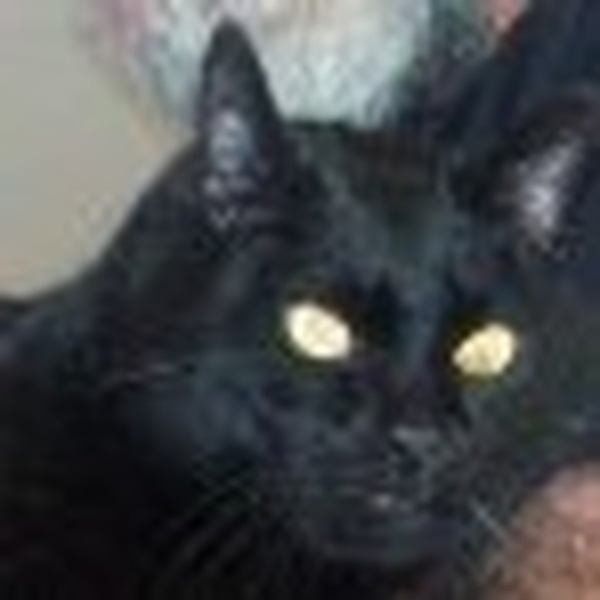 Southwestern Internet Radio Network - "The Cool Cat,Music Radio" Logo