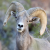 Borrego Valley Community Radio - The RAM Logo