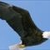 Eagle Wings Radio Logo
